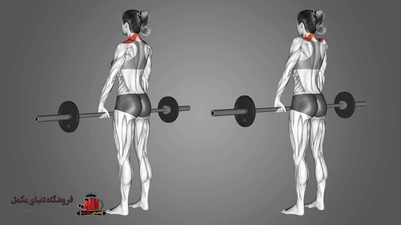 نحوه اجرای صحیح حرکت شراگ هالتر از جلو ایستاده